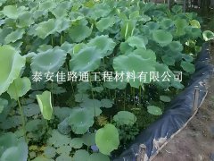 鱼虾养殖防渗膜为何选糙面？这些优势很