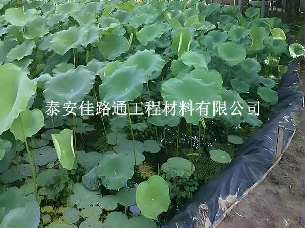 鱼虾养殖防渗膜为何选糙面?这些优势很关键 鱼虾养殖防渗膜为何选糙面?这些优势很关键